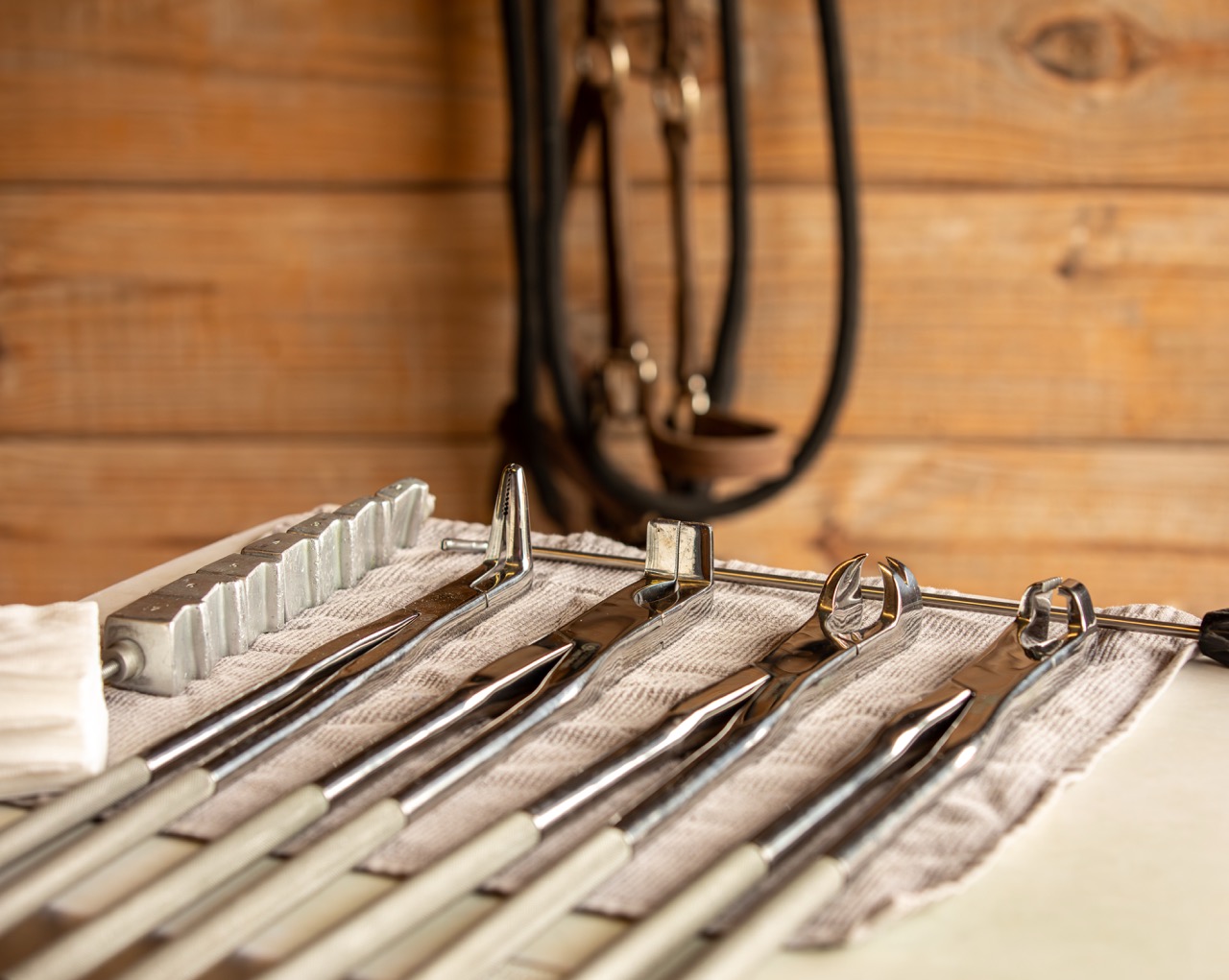 Equine dental procedure